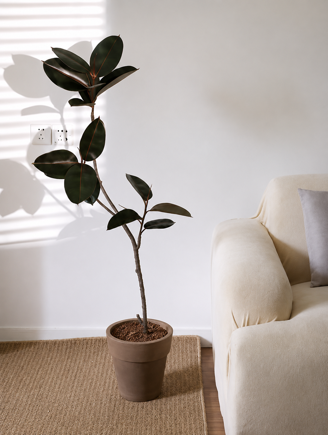 Faux Rubber Tree with Pot