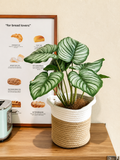 Faux Apple Leaf Plant with Woven Basket