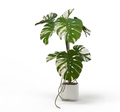 White Variegated Monstera Artificial Plant