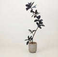 Artificial Green Black Rubber Tree