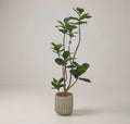 Artificial Fiddle-Leaf Fig Tree